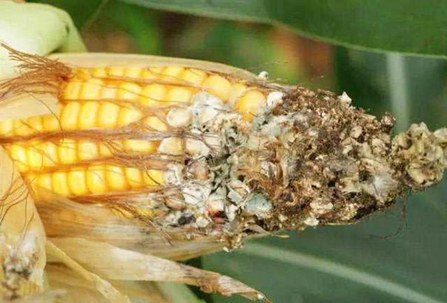 玉米准备收获,但穗部发黑缺粒,玉米粒呈粉红色,怎么回事?