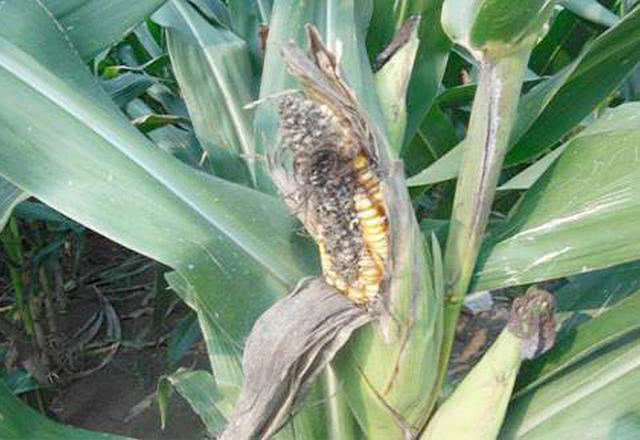 玉米准备收获,但穗部发黑缺粒,玉米粒呈粉红色,怎么回事?