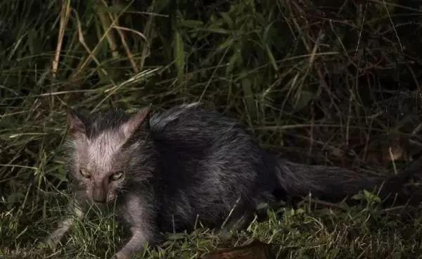 这不是皮肤病！“狼猫”天生脸部无毛，个性像猫又像狗