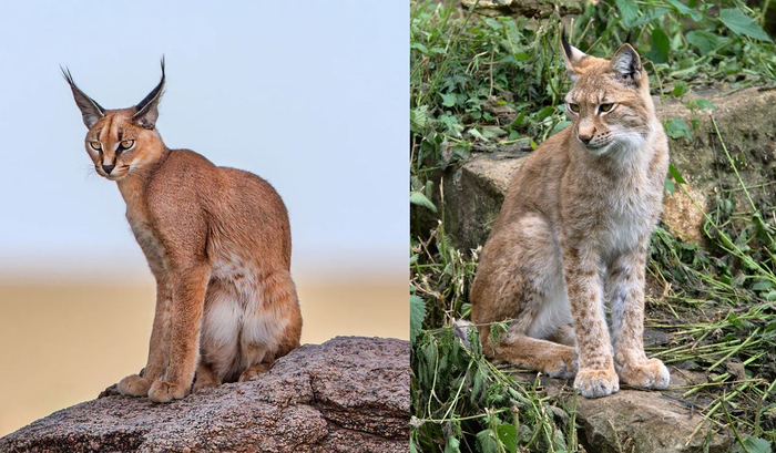 辟谣：别把狞猫当成猞猁，虽然都自带“天线”，却是两个物种