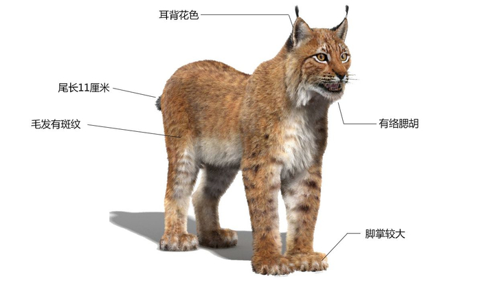 辟谣：别把狞猫当成猞猁，虽然都自带“天线”，却是两个物种