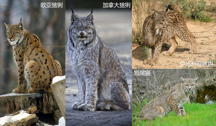 辟谣:别把狞猫当成猞猁,虽然都自带“天线”,却是两个物种