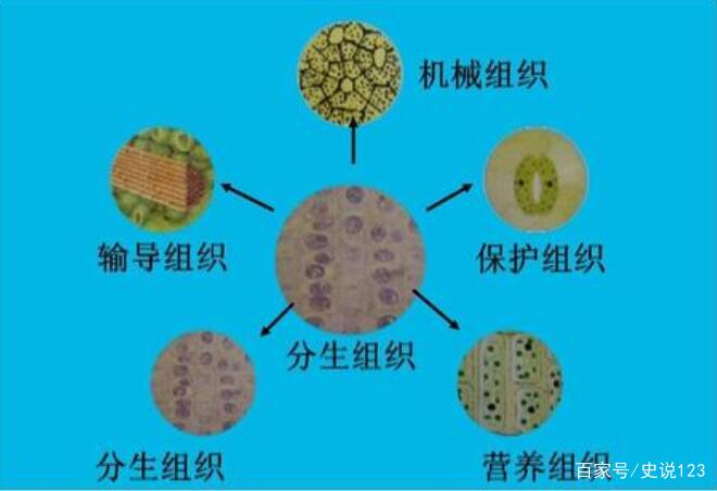 生物中考试题解析，关于细胞分裂、分化的知识点，思路点拨|细胞分化_新浪新闻