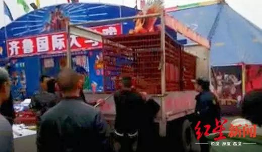 男子手被老虎咬住。图据网友