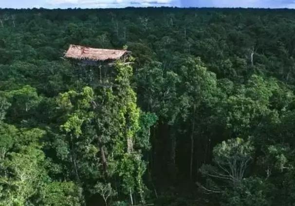 全球最神秘的“鸟人部落”，房子建在数十米的树上，进出全靠爬