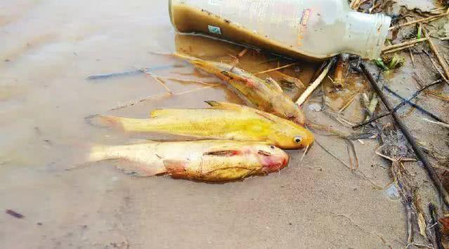 细数黄河下游的几种无鳞鱼