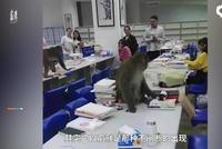 野猴闯大学宿舍偷吃棉花糖 女生被吓哭