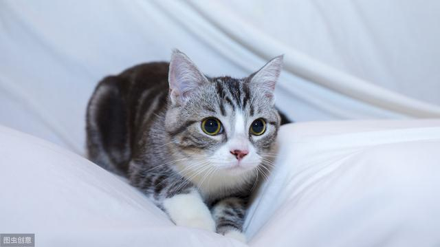 美国短毛猫的7种常见毛色，猫：再说我是串串，我就用小拳拳捶你|虎|猫|猫咪|银色|花色|颜色|纯色|美国短毛猫|国人|蓝色_新浪新闻