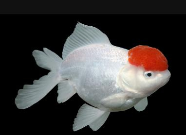 心理学你最想养哪条金鱼测出你11月份会遇见什么好运