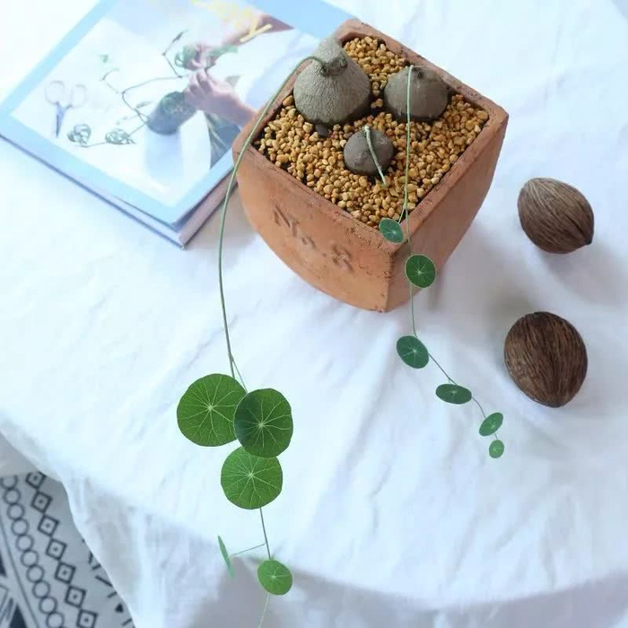 16种叶形奇特的绿色植物,送给爱花的你!|观叶植物|养护|小编|叶色|环境_新浪新闻