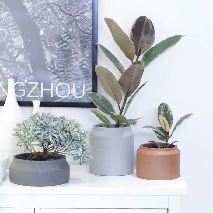 16种叶形奇特的绿色植物,送给爱花的你!|观叶植物|养护|小编|叶色|环境_新浪新闻