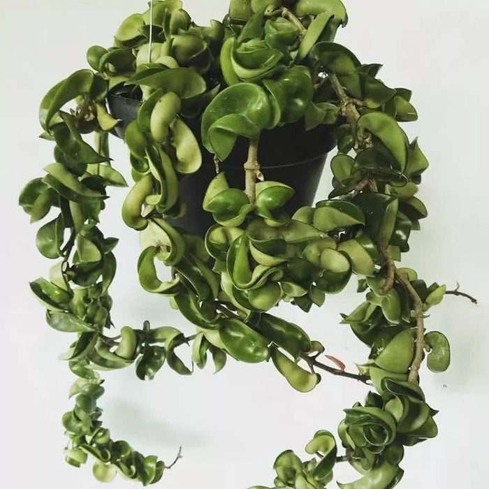 16种叶形奇特的绿色植物,送给爱花的你!|观叶植物|养护|小编|叶色|环境_新浪新闻