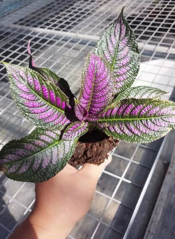 16种叶形奇特的绿色植物,送给爱花的你!|观叶植物|养护|小编|叶色|环境_新浪新闻