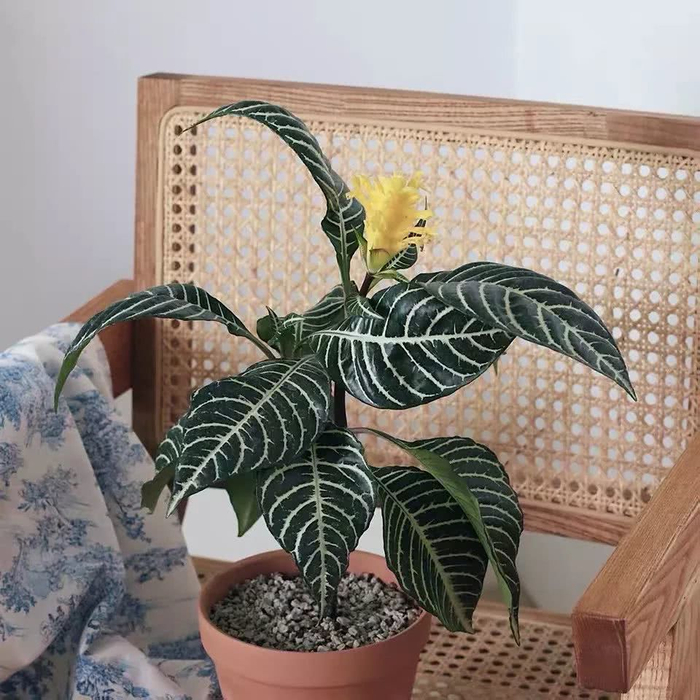 16种叶形奇特的绿色植物,送给爱花的你!|观叶植物|养护|小编|叶色|环境_新浪新闻