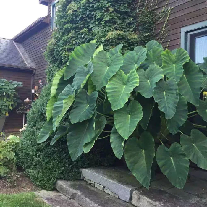 16种叶形奇特的绿色植物,送给爱花的你!|观叶植物|养护|小编|叶色|环境_新浪新闻