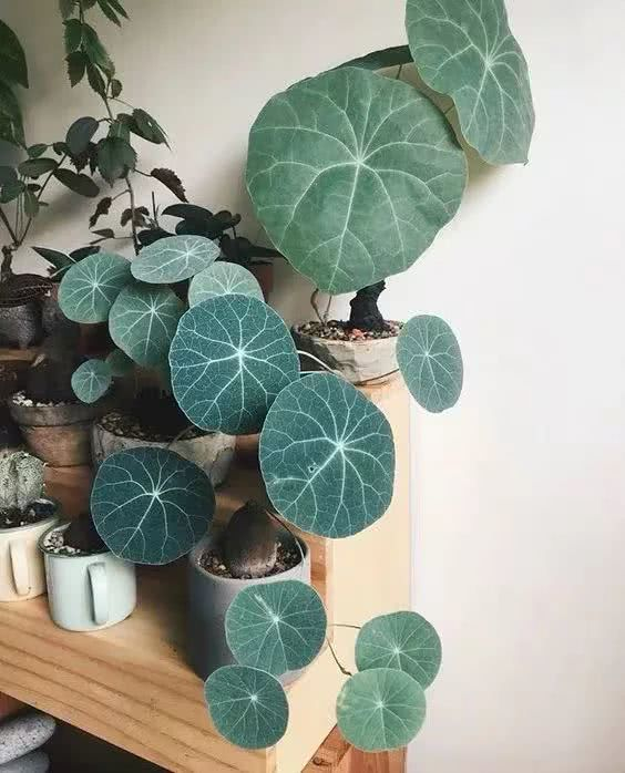 16种叶形奇特的绿色植物,送给爱花的你!|观叶植物|养护|小编|叶色|环境_新浪新闻