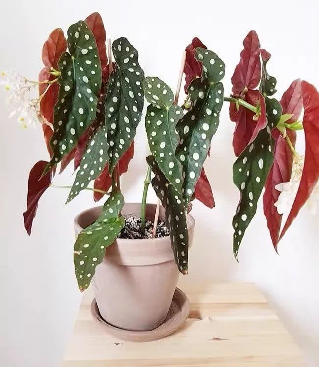 16种叶形奇特的绿色植物,送给爱花的你!|观叶植物|养护|小编|叶色|环境_新浪新闻
