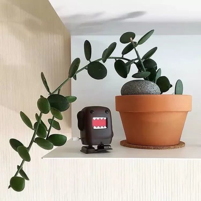 16种叶形奇特的绿色植物,送给爱花的你!|观叶植物|养护|小编|叶色|环境_新浪新闻