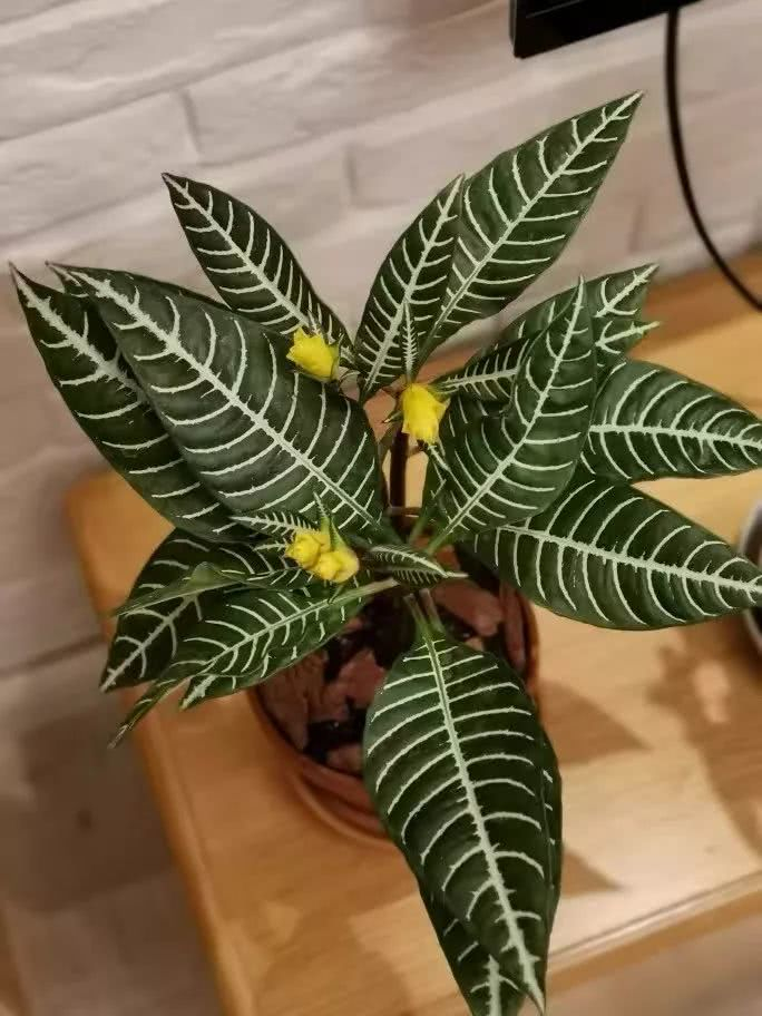 16种叶形奇特的绿色植物,送给爱花的你!|观叶植物|养护|小编|叶色|环境_新浪新闻