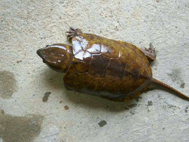 男子山涧抓到一只怪乌龟,手机上一百度,竟是龙尾麒麟龟