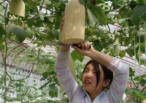 这瓜是开外挂了吗, 怎么切着长着, 好像永远吃不完