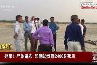 印度湖边发现约2400只死鸟 遍地尸体死因仍成谜