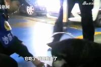 阿拉斯加大闹客运站 民警收留把它当“警犬”养