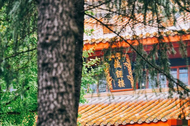 成都一座古寺，被外国人视为祖庭，藏有“天府树王”奇景|寺庙|昭觉寺|树王