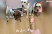 被“质问”谁偷吃了香肠 三只狗狗都指向泰迪…