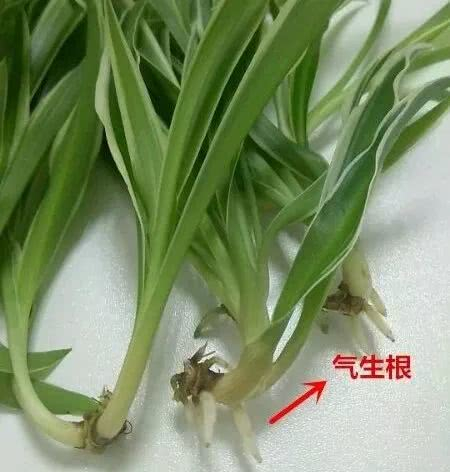 这四种花放水里就生根，轻轻松松养爆盆！