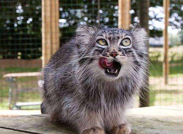 世界上最凶的猫,600万年没被进化,更从曾未被人类驯化!