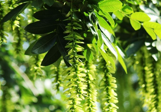 元宝树怎么养?老花匠教你“几招”,枝繁叶茂,养护轻松,寓意好