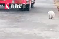 看哭!捕兽夹中小狗被救出 它一瘸一拐紧追消防车不愿离去