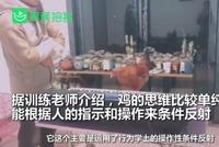 大学老师教公鸡弹钢琴称其单纯 网友心态崩了(图)