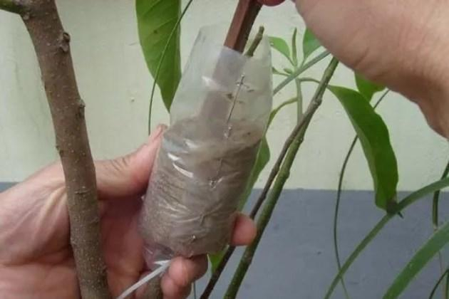 四种压条繁殖方法,学会了1盆变N盆,操作简单,成活率高