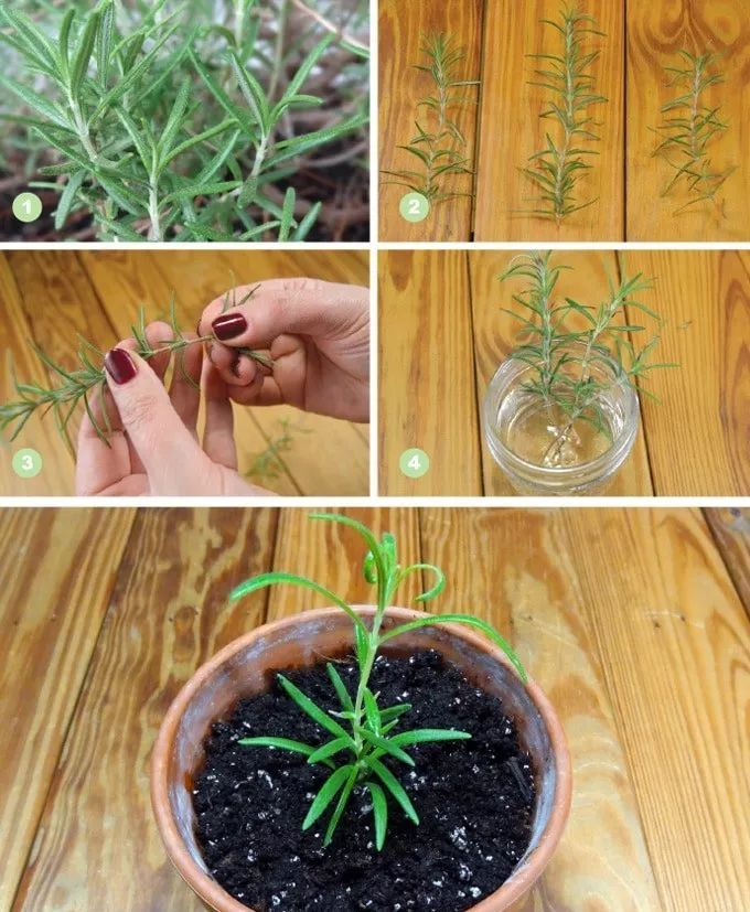 上图为水培生根的迷迭香枝条,之后土培扦插在日常养护迷迭香的过程中