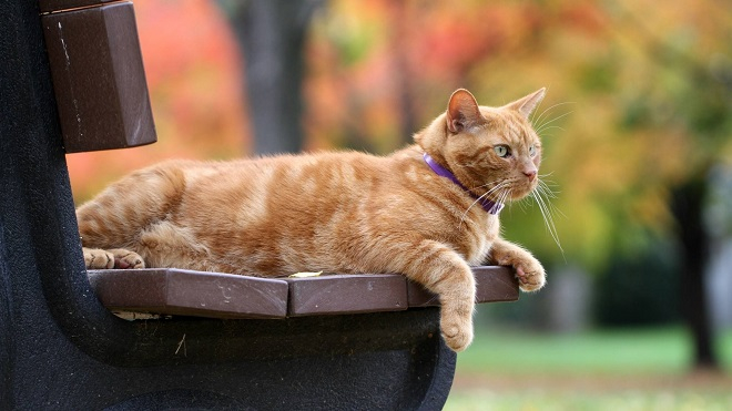 土猫一点也不土,带你认识真正的中华田园猫