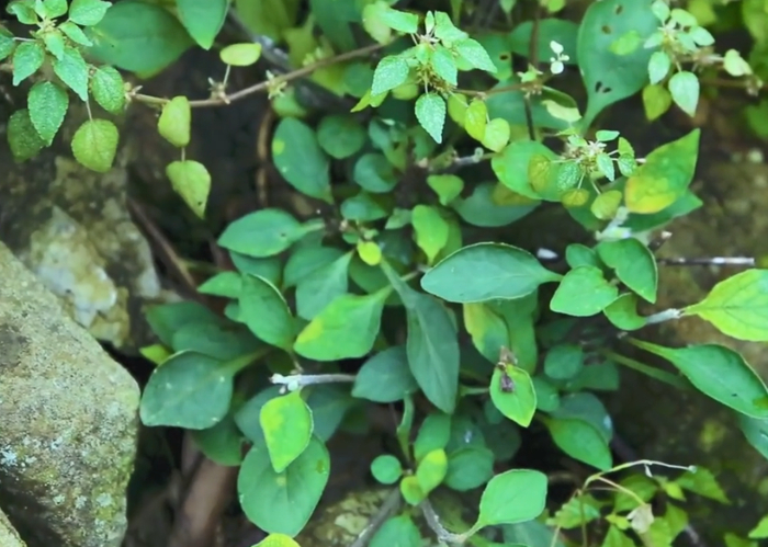 农村路旁一种不起眼的野草俗称刀枪药对外伤出血有奇效