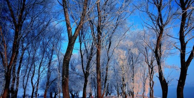 雪松树价格行情分析