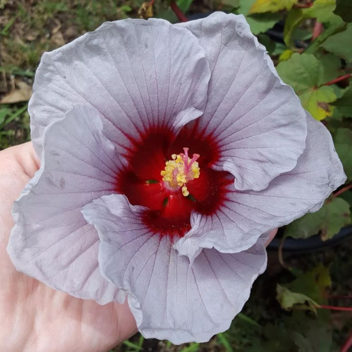 四季都有花朵观赏的朱瑾花,适合养成阳台盆栽,南北地区都能种|_新浪新闻