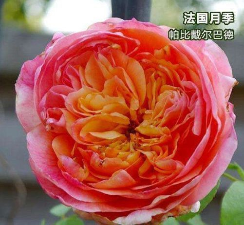 喜欢月季,不如养"优良名品"戴尔巴德,花型丰满,丰腴婀娜!