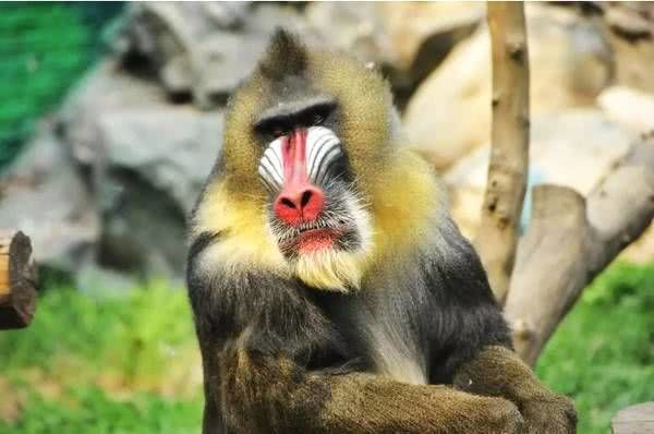 鬼猴，鬼猴是什么意思