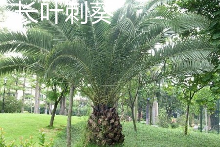 长叶刺葵与软叶刺葵如何去辨别?|叶刺|羽片|黄褐色_新浪新闻