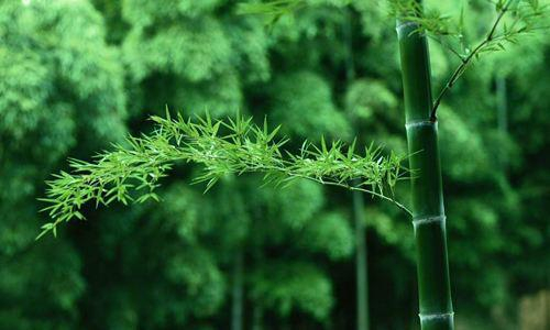 竹文化|与竹相伴,怡然自得
