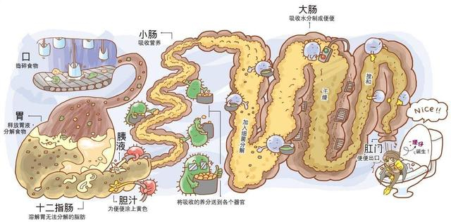 屁为什么是臭的?臭味是从咋来的?听完科学家的解释就明白了|微生物|臭味|大肠|淀粉|食物_新浪新闻