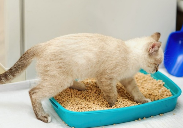 猫便便若呈现这5种状态,很可能是猫咪生病了,你还得去多闻多看
