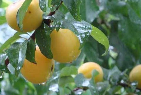 梅子就是梅花的果实?|青梅|颜色|梅果|口感|有机酸_新浪新闻