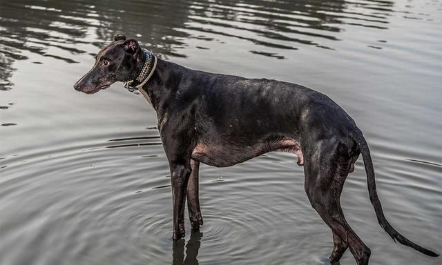 跑得最快的狗狗,灵缇犬原本受英法贵族喜爱,后来却沦为赛犬