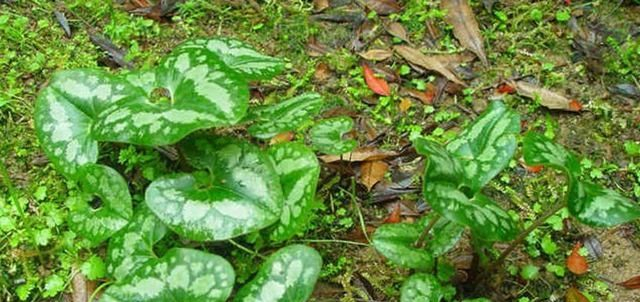 这野草,人称“杜衡”,目前极为珍贵,遇见请认清,切勿当杂草|杜衡|野草|叶片|植物|根茎_新浪新闻