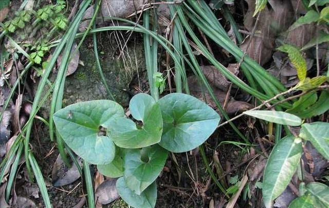 这野草,人称“杜衡”,目前极为珍贵,遇见请认清,切勿当杂草|杜衡|野草|叶片|植物|根茎_新浪新闻